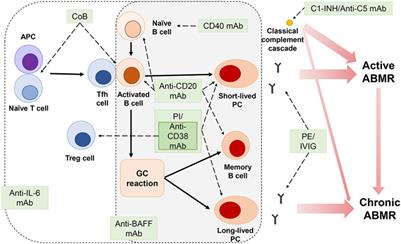 Therapies for Chronic Allograft Rejection